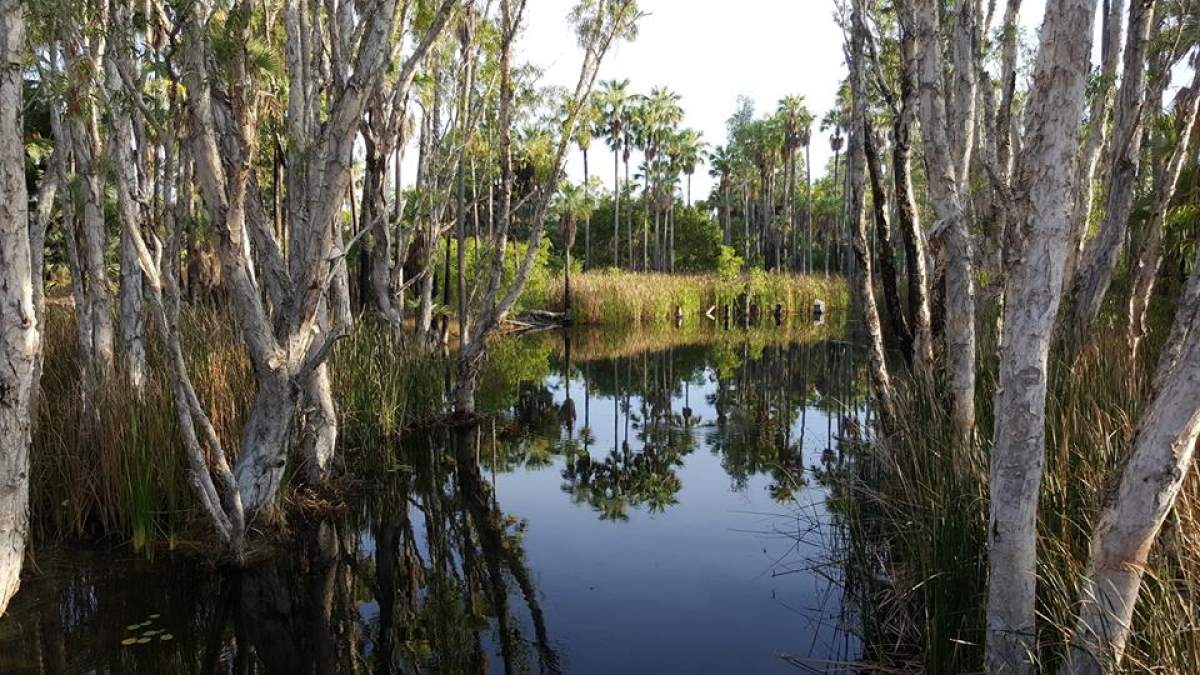 Natural springs surrounded by trees and scrub