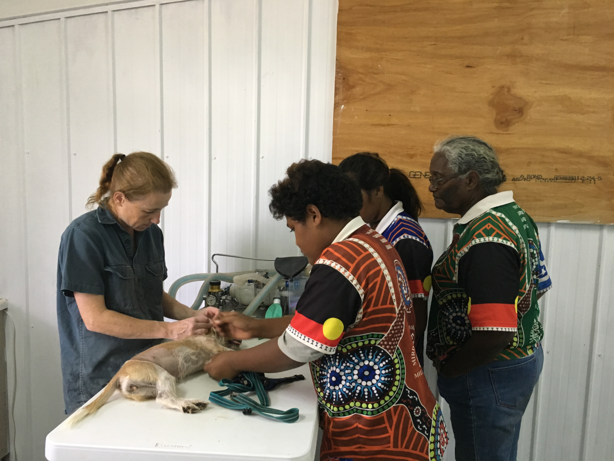 Four people standing over dog receiving surgery from vet