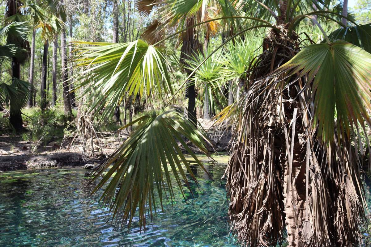 Bitter Springs Mataranka