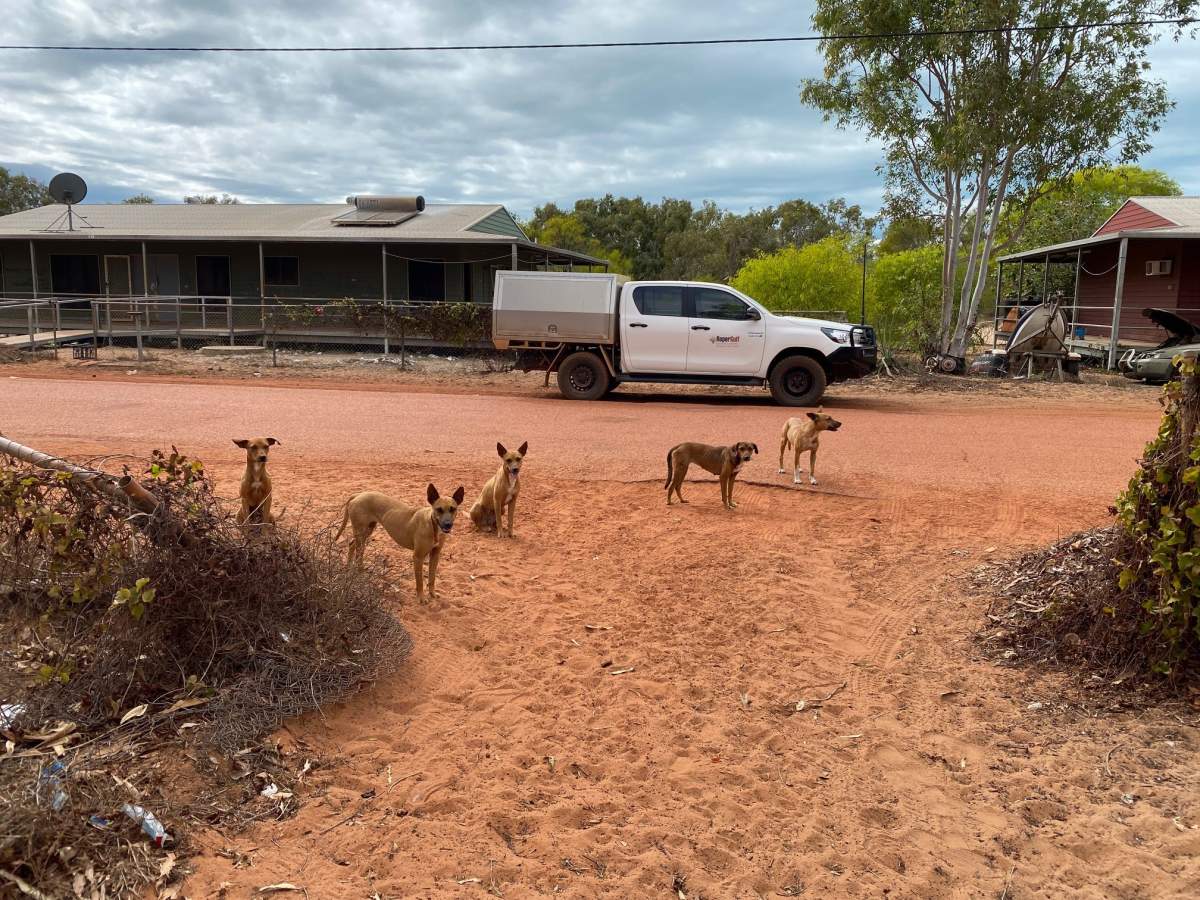 Vet Vehicle with Community Dogs